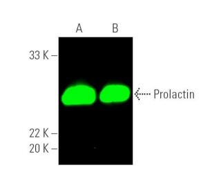 Prolactin Antibody (M-19): sc-7807