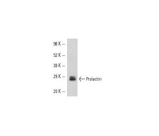 Prolactin Antibody (A-7) - Western Blotting - Image 10922