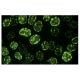 Proliferation Marker Antibody (JC1) - Immunofluorescence - Image 15922