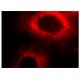 이 다클론 항체는 생산이 중단되었습니다. 권장 <a href="proliferin-antibody-e-10">Proliferin (E-10)</a> 단클론 항체(샘플 데이터 표시)를 참조하세요. immunofluorescence image from recommended Proliferin (E-10) monoclonal antibody replacement. Image 142107