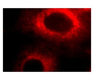 Proliferin Antibody (E-10) - Immunofluorescence - Image 142107 