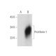 Proliferin Antibody (E-10) - Western Blotting - Image 137706
