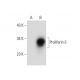 Proliferin Antibody (E-10) - Western Blotting - Image 137708 