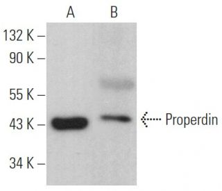 Properdin Antibody (C-4) - Western Blotting - Image 366549 