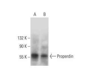 Properdin Antibody (D-3) - Western Blotting - Image 297887