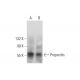 Properdin Antibody (D-3) - Western Blotting - Image 297887