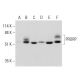 PRORP Antibody (C-4) - Western Blotting - Image 325205