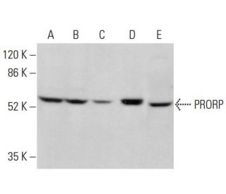 PRORP Antibody (C-4) - Western Blotting - Image 375948 