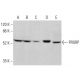 PRORP Antibody (C-4) - Western Blotting - Image 375948 