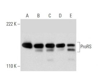 ProRS Antibody (A-2) - Western Blotting - Image 296230 