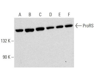 ProRS Antibody (F-3) - Western Blotting - Image 320225 