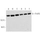 ProRS Antibody (F-3) - Western Blotting - Image 320225 
