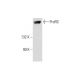 ProRS Antibody (F-3) - Western Blotting - Image 320226