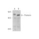 Prostasin Antibody (C-10) - Western Blotting - Image 333665