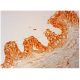 Prostein Antibody (A-5) - Immunohistochemistry - Image 304842 