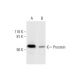 Prostein Antibody (E-5) - Western Blotting - Image 290968 