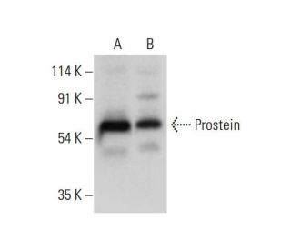 Prostein Antibody (G-9) - Western Blotting - Image 309709