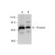 Prostein Antibody (G-9) - Western Blotting - Image 309709