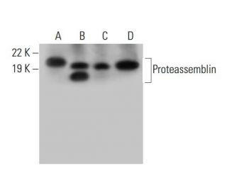 Proteassemblin Antibody (B-1) - Western Blotting - Image 294474