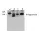 Proteassemblin Antibody (B-1) - Western Blotting - Image 294474