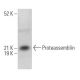 Proteassemblin Antibody (F-3) - Western Blotting - Image 365457