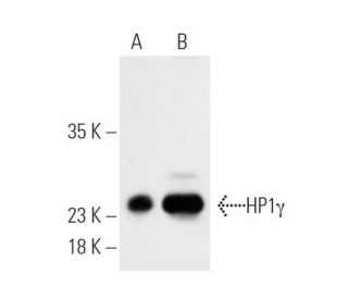 HP1&gamma; (F-1): sc-398562. Western blot analysis of HP1&gamma; expression in HeLa nuclear extract (A) and HeLa nuclear extract immun 