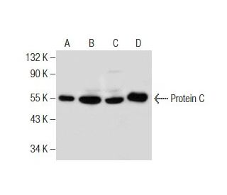 Protein C Antibody (C-10) - Western Blotting - Image 281852 