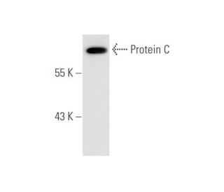 Protein C Antibody (GMA-067) - Western Blotting - Image 67938