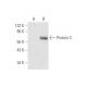 Protein C Antibody (GMA-093) - Western Blotting - Image 59429 