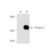 Protein C Antibody (GMA-093) - Western Blotting - Image 67941