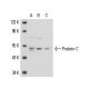 Protein C Antibody (HLW-C) - Western Blotting - Image 17119 