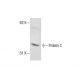 Protein C Antibody (HLW-C) - Western Blotting - Image 287145