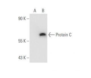 Protein C Antibody (PC50) - Western Blotting - Image 67939