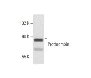 Prothrombin Antibody (AHP-5013) - Western Blotting - Image 57743