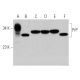 western blotting image from recommended PrP (5B2) monoclonal antibody replacement. Image 368599