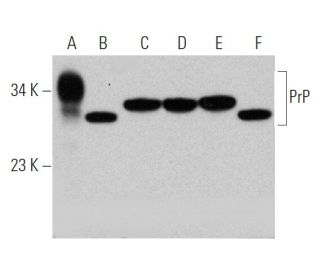 PrP Antibody (FL-253): sc-15312