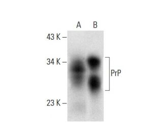 PrP Antibody (G-12) - Western Blotting - Image 304516