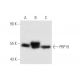 PRP19 Antibody (36-K) - Western Blotting - Image 58171 