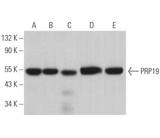 PRP19 Antibody (G-7) - Western Blotting - Image 362807 