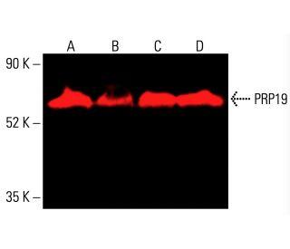 PRP19 Antibody (G-7) - Western Blotting - Image 415801 