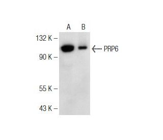 PRP6 Antibody (C-12) - Western Blotting - Image 146445
