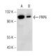 PRP6 Antibody (C-12) - Western Blotting - Image 146445