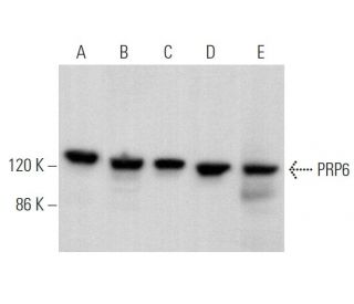 PRP6 Antibody (D-4) - Western Blotting - Image 375040 