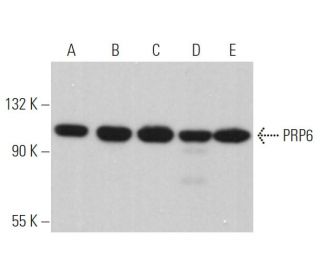 PRP6 Antibody (H-300): sc-48786