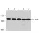 Dieser polyklonale Antikörper wird nicht mehr hergestellt. Wir empfehlen Ihnen unseren <a href="prp6-antibody-b-1">PRP6 (B-1)</a> monoklonalen Antikörper (Beispielsdaten werden angezeigt). western blotting image from recommended PRP6 (B-1) monoclonal antibody replacement. Image 367224