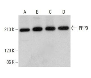 PRP8 Antibody (F-6) - Western Blotting - Image 382197 