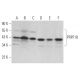 PRPF18 Antibody (52) - Western Blotting - Image 373218 