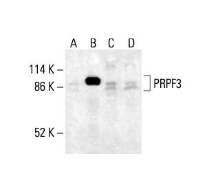 PRPF3 Antibody (B-1) - Western Blotting - Image 411991
