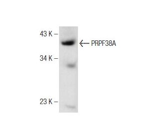 PRPF38A Antibody (F-7) - Western Blotting - Image 147134 
