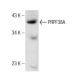 PRPF38A Antibody (F-7) - Western Blotting - Image 147134 